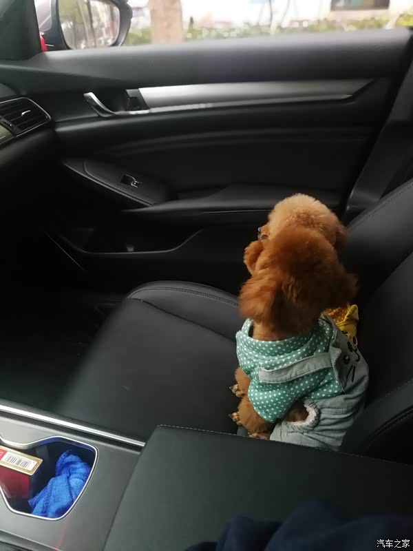 我家的两个泰迪,第一次开车带他们去做造型